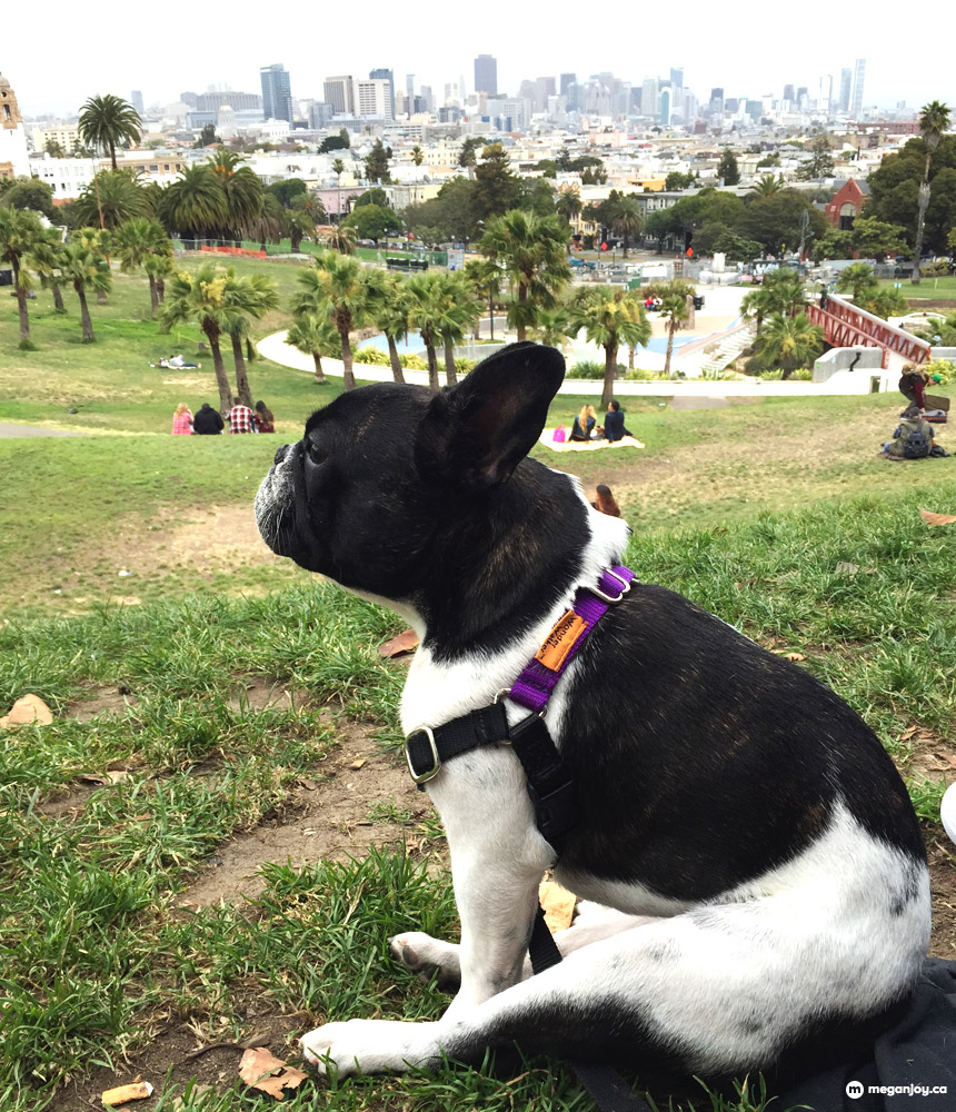 Frenchie Friday: Dolores Park!