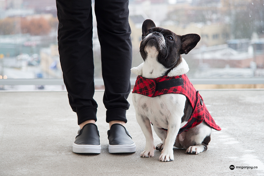 Gift Guide for French Bulldog Lovers