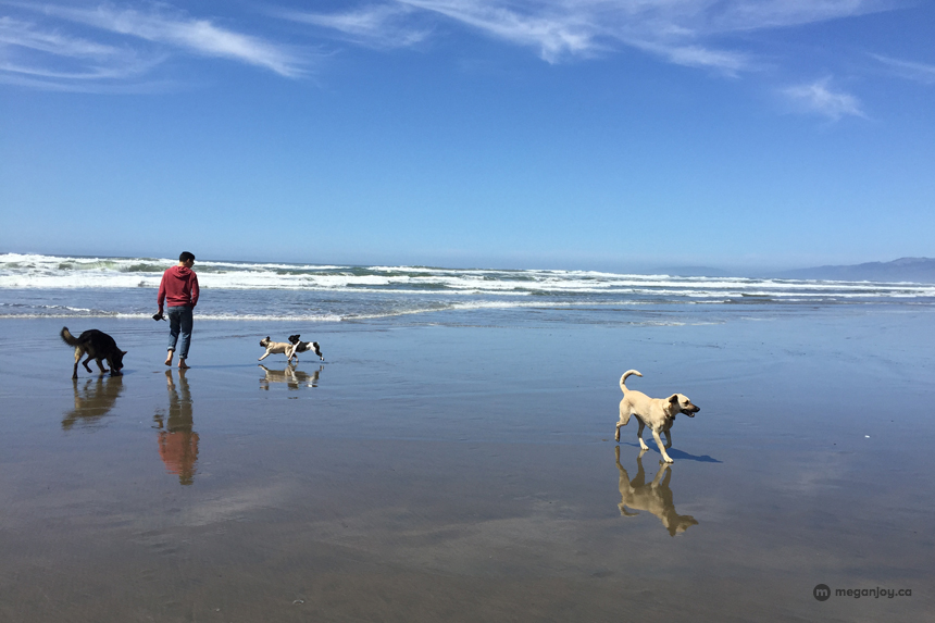 Frenchie Friday: Fort Funston