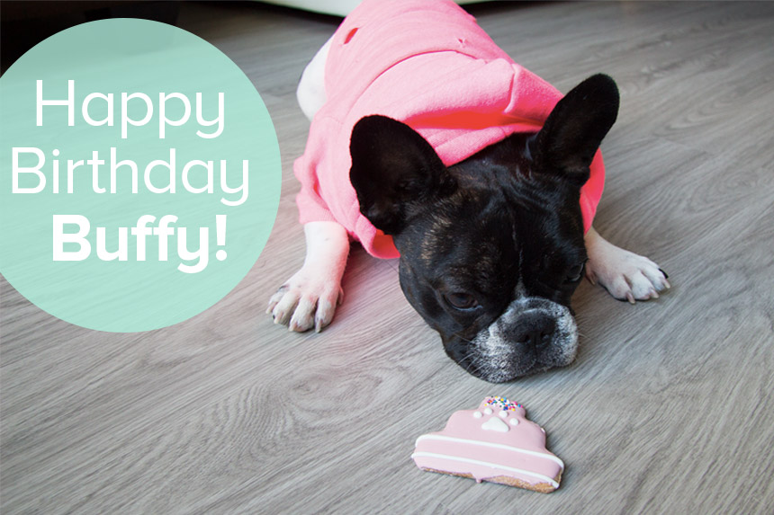 Frenchie Friday: Buffy Turns 1 Year Old!